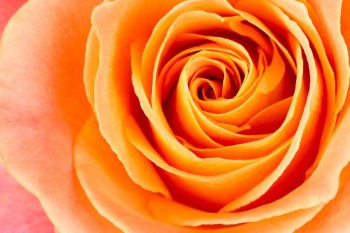 flower rose orange