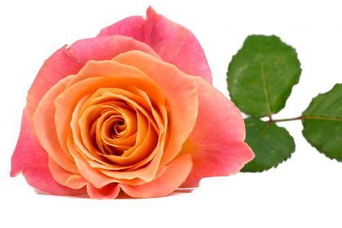 flower rose orange