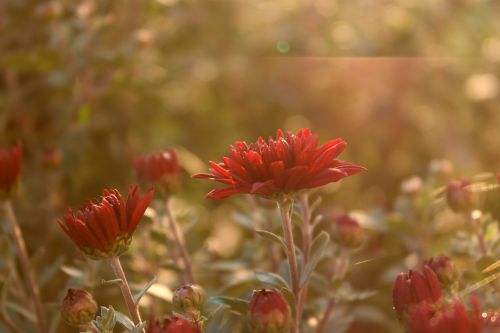 flower sun rays red