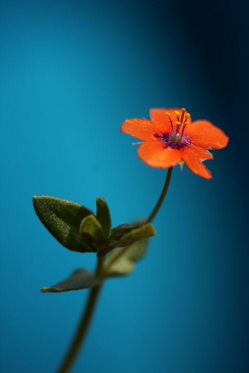 flower blue red