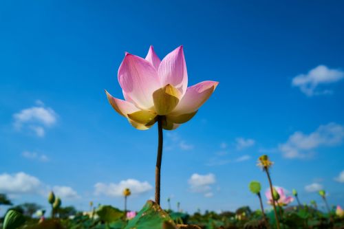 flower pink lotus