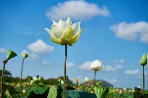 flower white lotus