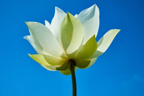 flower lotus white