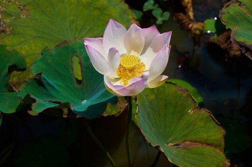 flower pink lotus