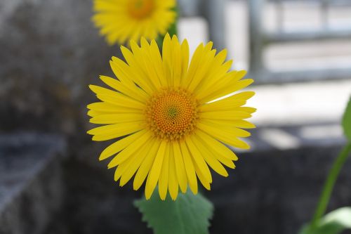 flower yellow stone