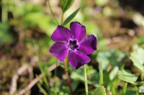 flower purple nature