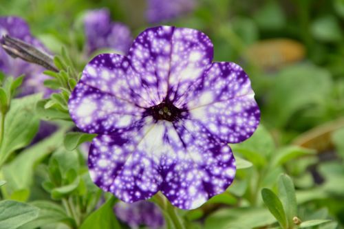 flower purple violet
