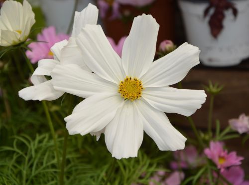 flower white summer flowers