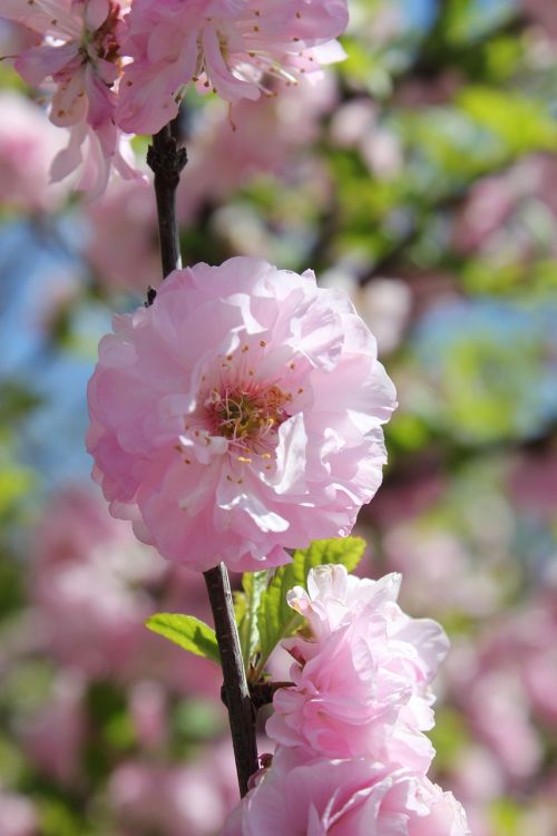 flower pink blooming