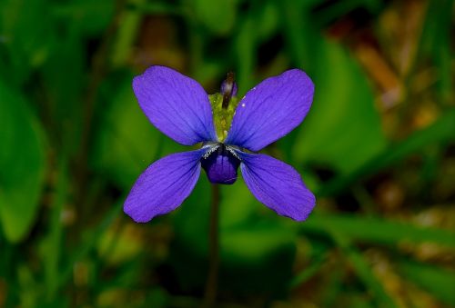 flower blue nature