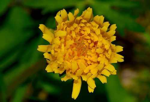 flower yellow nature