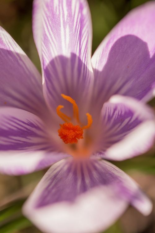 flower crocus spring flower