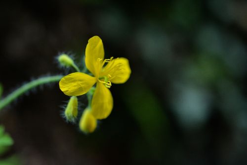 flower yellow macro