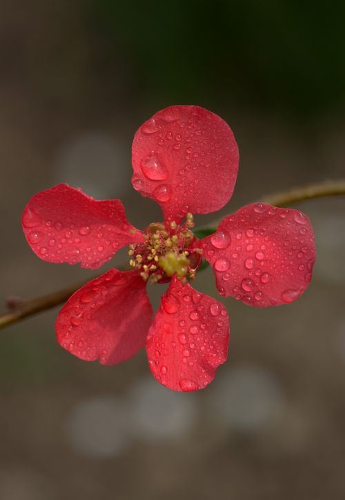 flower pink peach