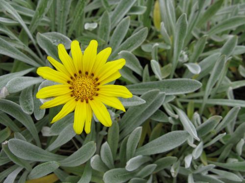 flower yellow flower plant