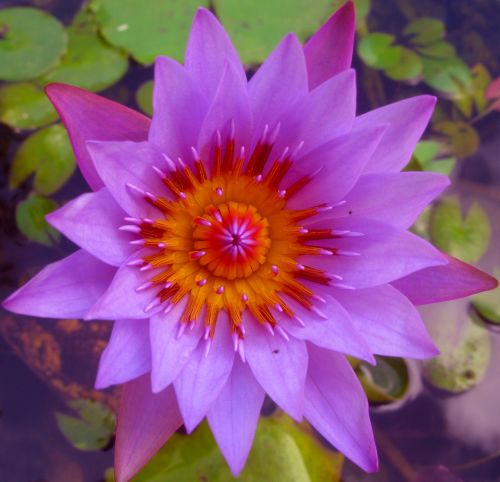 flower jamaica purple