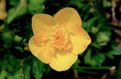 flower yellow butter cup