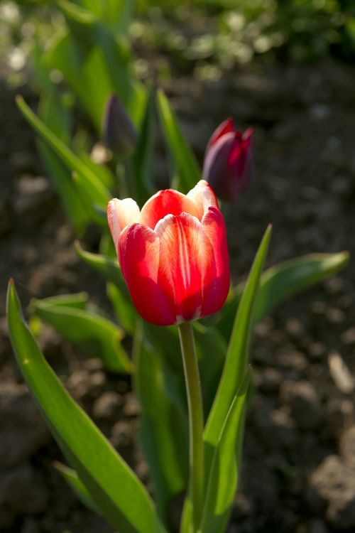 flower tulip red