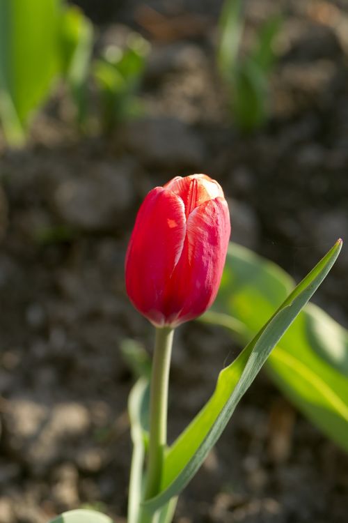 flower tulip red