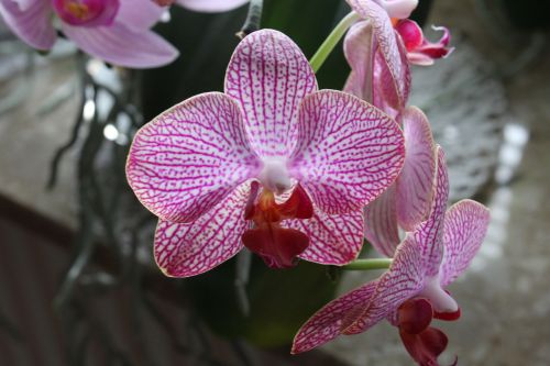 flower orchid plant