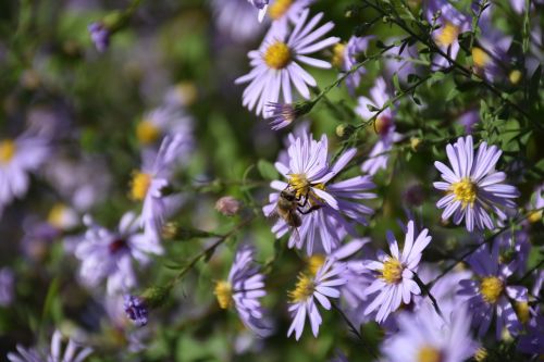 flower bee blossom