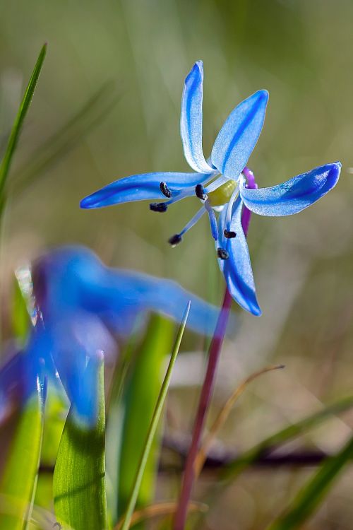 flower nature blue