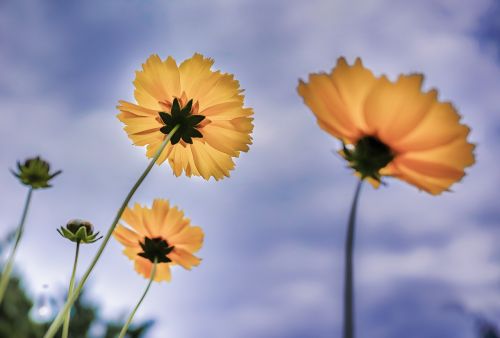 flower yellow scenery