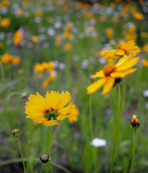 flower yellow scenery