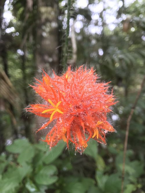 flower jungle amazonia