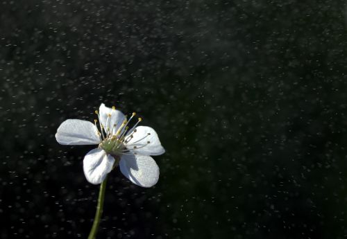 flower white rain