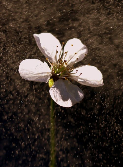 flower white rain