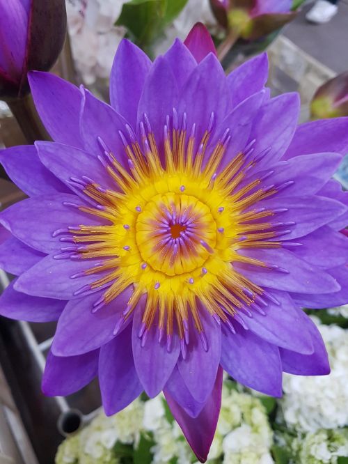 flower exotic purple