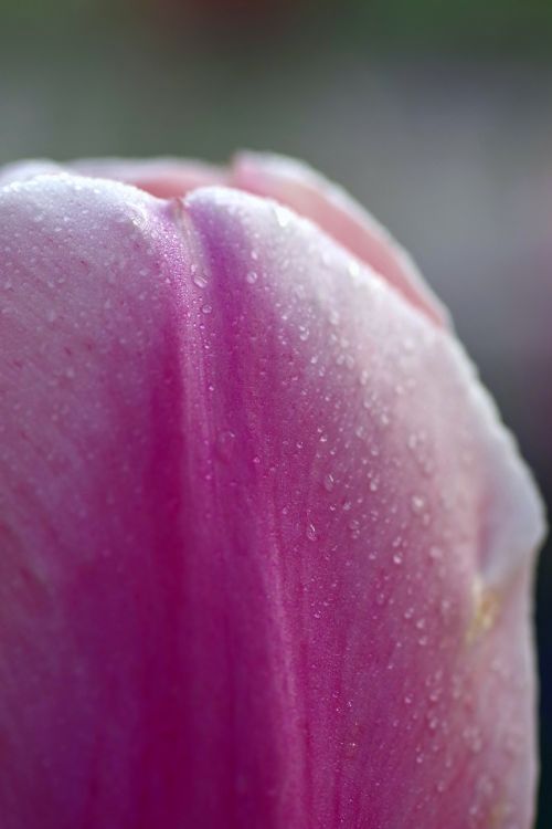 flower the petals tulip