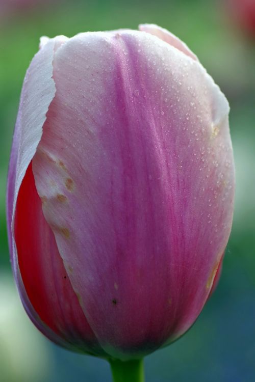 flower the petals tulip