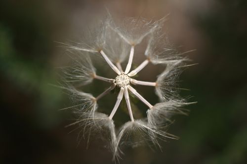 flower macro nature