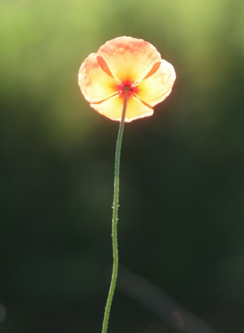 flower rod poppies