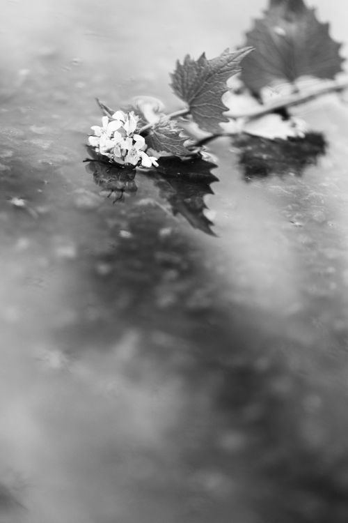 flower spring rain