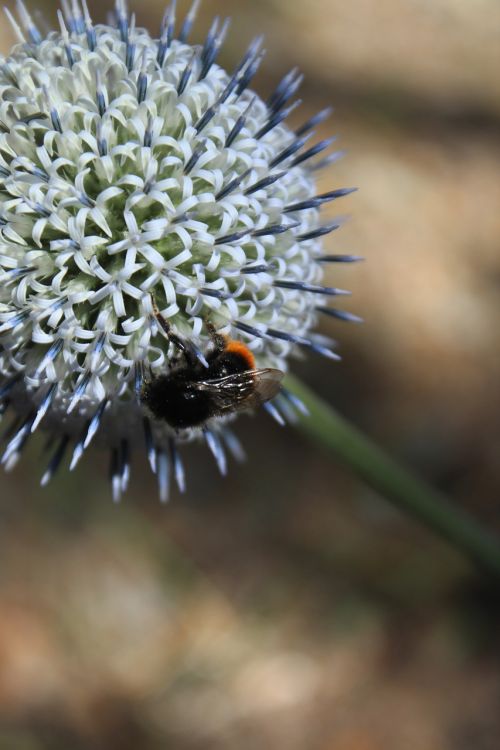 flower animal bee