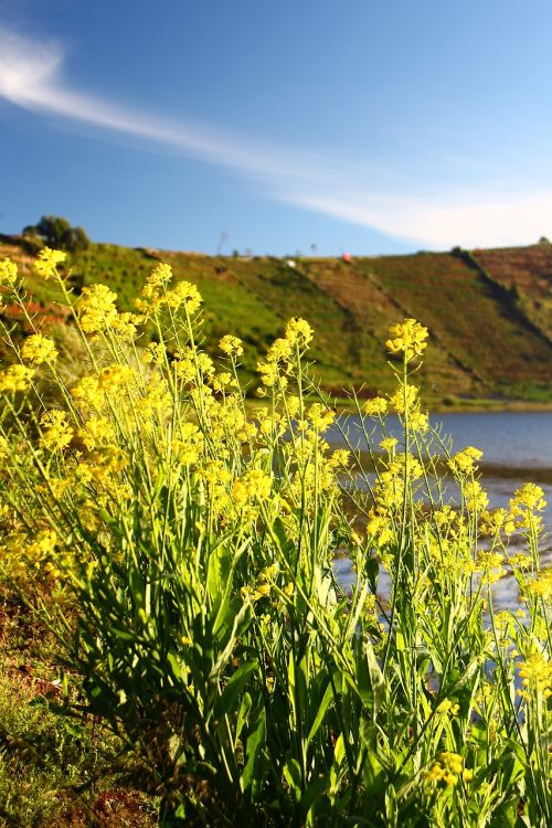 flower lake dieng