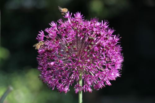 flower insect nature