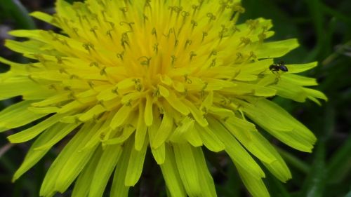 flower yellow natural