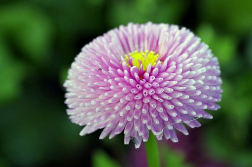 flower violet spherical