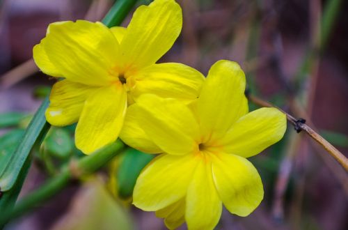 flower flowers yellow