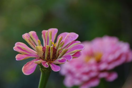 flower zinie pink