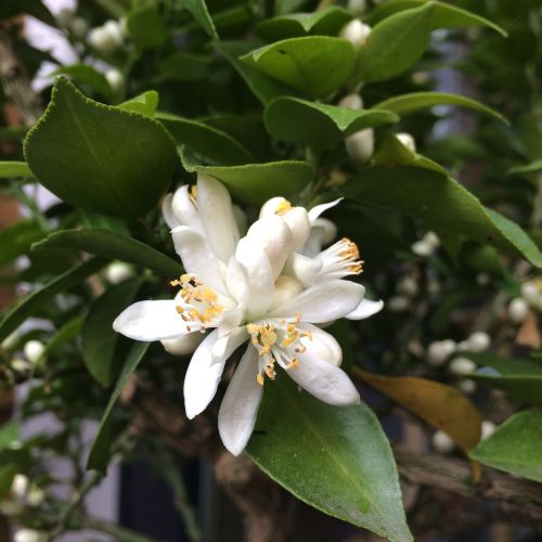 flower plant orange