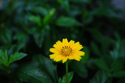 flower hoangduyhung vietnam