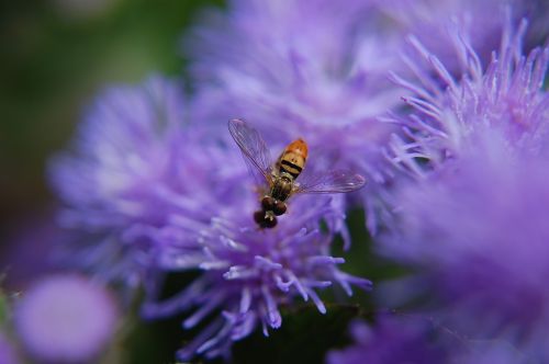 flower insect nature