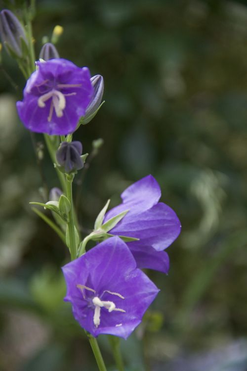 flower garden purple