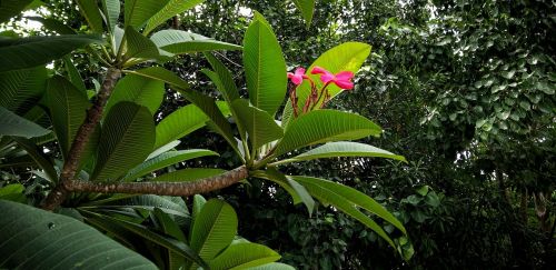 flower red thailand