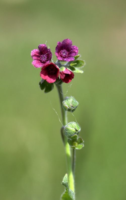 flower violet bell